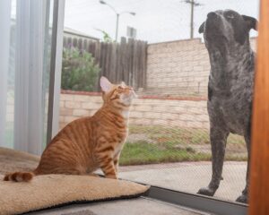 Pets at door. Pet Screen Patio Door Models and Sizes Available for All Situations